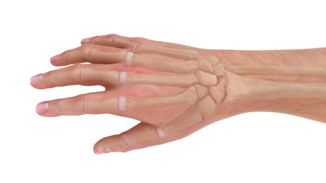 Human hand Metacarpal bones 3d illustration
