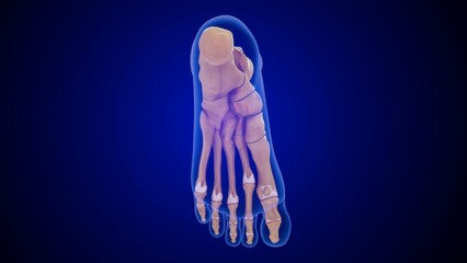 Human foot bones isolated in blue background 3d illustration