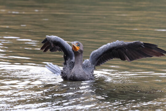 Cormorant open wingd