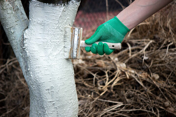 a man whitewashes trees in the garden in spring. Selective focus