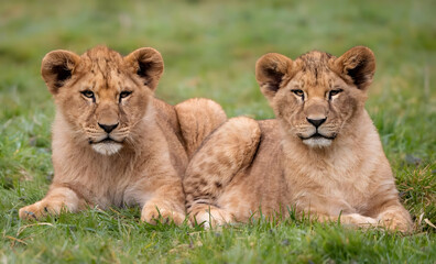 two lions in the grass