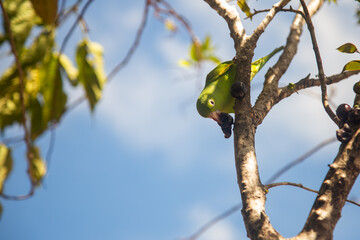 Um Periquito-comum (Brotogeris tirica) empoleirado no galho da jabuticabeira (Plinia cauliflora).