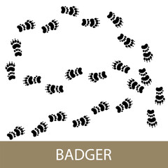 Trace of forest animal European badger, footprints of Eurasian badger , vector illustration