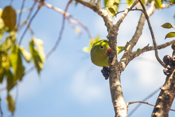 Um Periquito-comum (Brotogeris tirica) empoleirado na jabuticabeira (Plinia cauliflora).