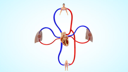 Double circulatory system 3d illustration