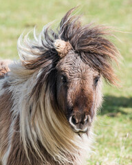 Miniature Shetland Pony - obrazy, fototapety, plakaty