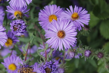 violet aster flowers in a garden