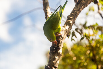Um Periquito-comum (Brotogeris tirica) comendo frutas na jabuticabeira (Plinia cauliflora). 