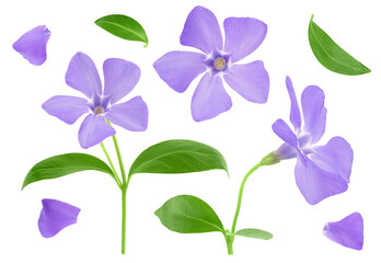 wild periwinkle flowers isolated on white background