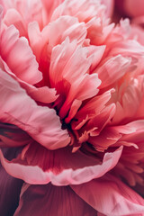 Closeup of a pink peony flower for background