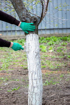 a man whitewashes trees in the garden in spring. Selective focus