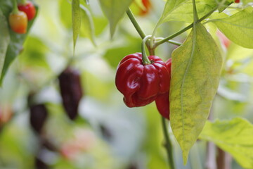 red habanero plant on white background, agriculture with habanero chili peppers, chili harvest in september and october in autumn, close-up of habanero chili pepper	