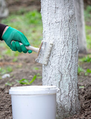 a man whitewashes trees in the garden in spring. Selective focus