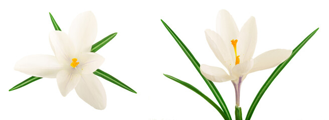 Crocus flower isolated on white background with copy space for your text - obrazy, fototapety, plakaty