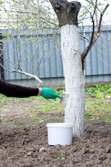 a man whitewashes trees in the garden in spring. Selective focus