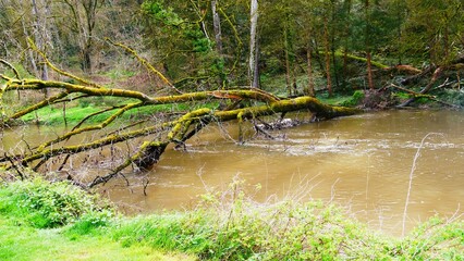 Fallen tree in the Sarthe river at Saint-Céneri-le-Gerei in the Orne region of the Alpes Mancelles France Europe