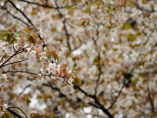 雨の日の公園の満開の桜の風景