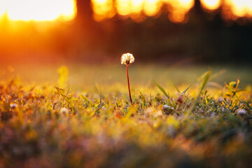 夕暮れのたんぽぽ