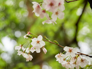 雨の日の公園の満開の桜の風景
