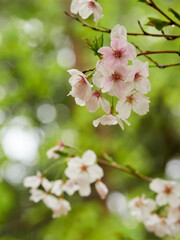 雨の日の公園の満開の桜の風景