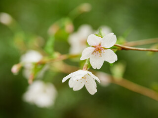 雨の日の公園の満開の桜の風景