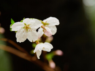 雨の日の公園の満開の桜の風景