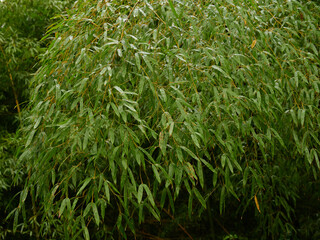 春の雨の日の公園の竹林の風景