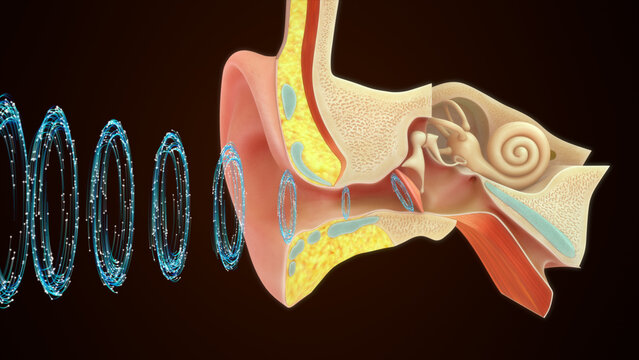 Sound waves passing in human ear 3d illustrator