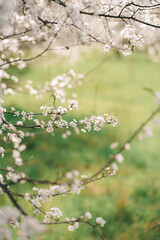 blossoming fruit trees in the garden, spring card