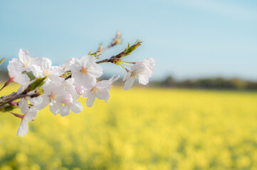 桜と菜の花