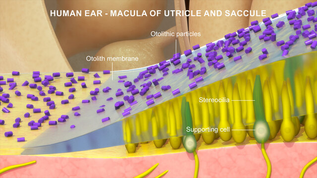 Anatomy of Human Ear macula of utricle and saccule 3d illustrator