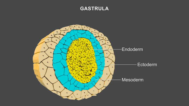 Gastrulation during week 3 of human development 3d illustration