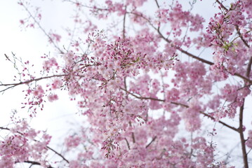 横井山緑地 桜 名古屋