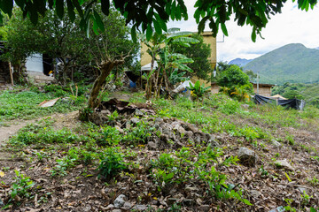 naturaleza zona andina Colombiana