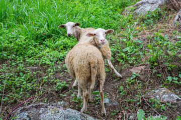Naklejka premium naturaleza zona andina Colombiana
