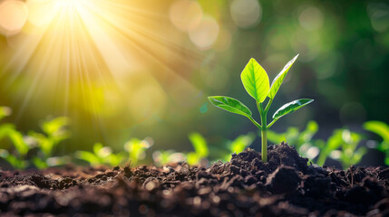 A plant emerging from the soil, symbolizing growth and progress