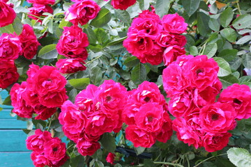 pink roses