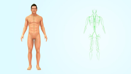 Human Organ lymph nodes 3d illustration