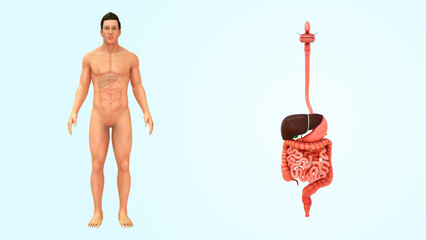 Human Organ digestive system 3d illustration