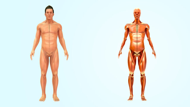 Human Organ muscular system 3d illustration