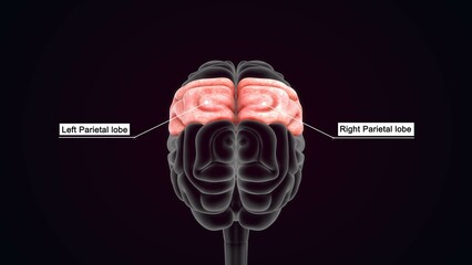 Human Organ Brain Parietal lobe 3d illustration - obrazy, fototapety, plakaty