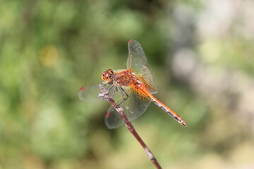 dragonfly on a branch