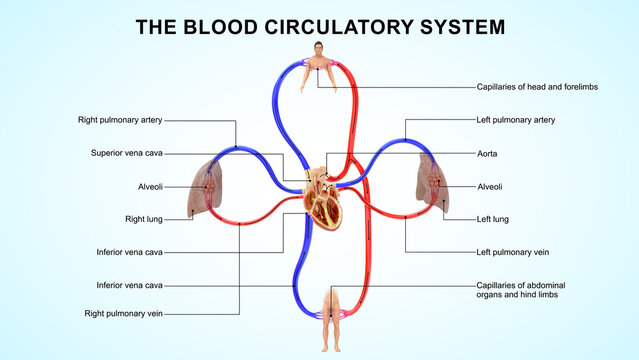 Double circulatory system 3d illustration