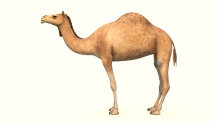 wild camel isolated in white background 3d illustration