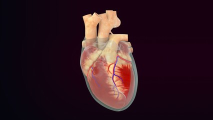 Human heart Pericardium layer 3d illustration - obrazy, fototapety, plakaty