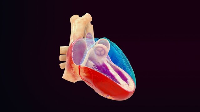 Human heart cross section 3d illustration