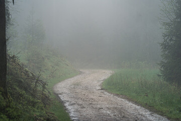 Walkway in the forest disappearing in the fog 