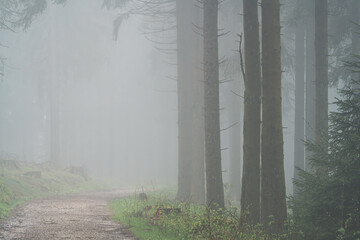Walkway in the forest disappearing in the fog 