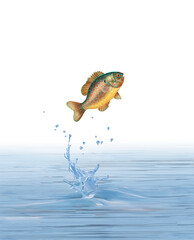 un poisson perche qui saut et sort de l'eau avec splash