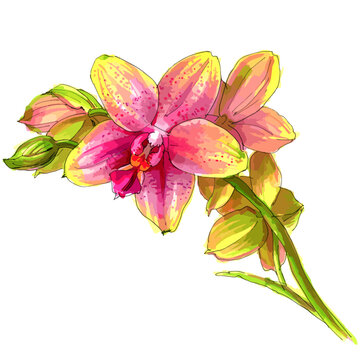 Vector watercolor illustration of orchid flower